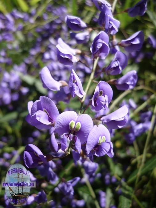 Hardenbergia comptoniana